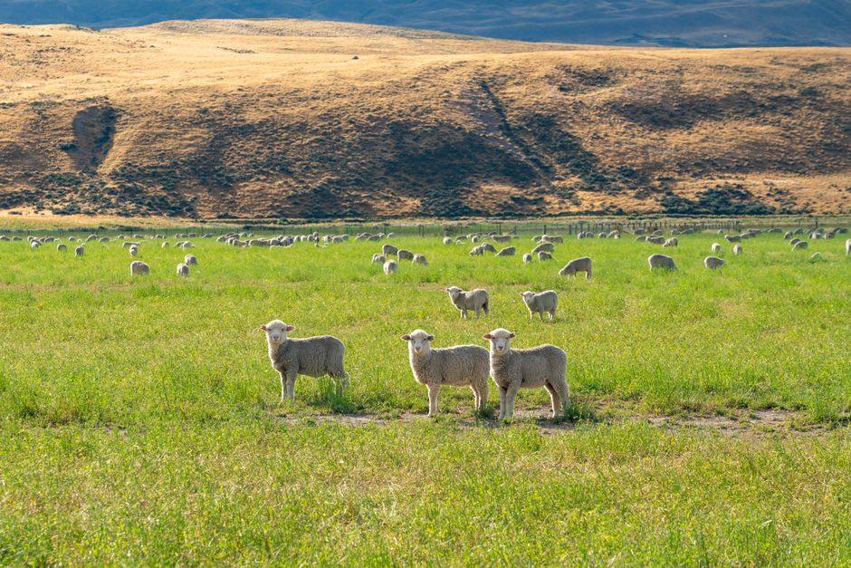Peaceful rural landscape featuring a flock of sheep grazing in a lush green pasture under sunny skies.