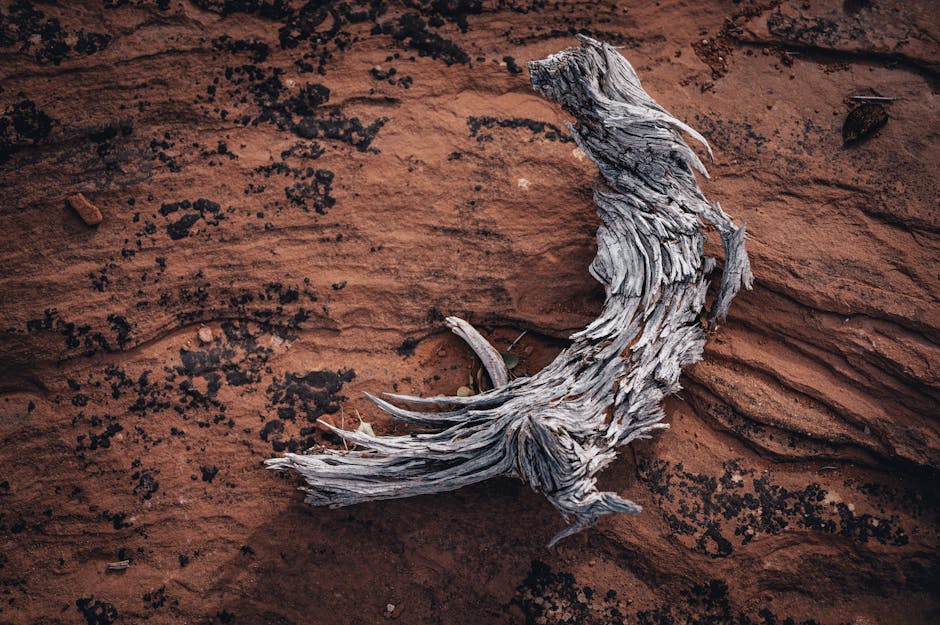 Universal Standard vs. Torrid: Which Plus-Size Basics Last Longer