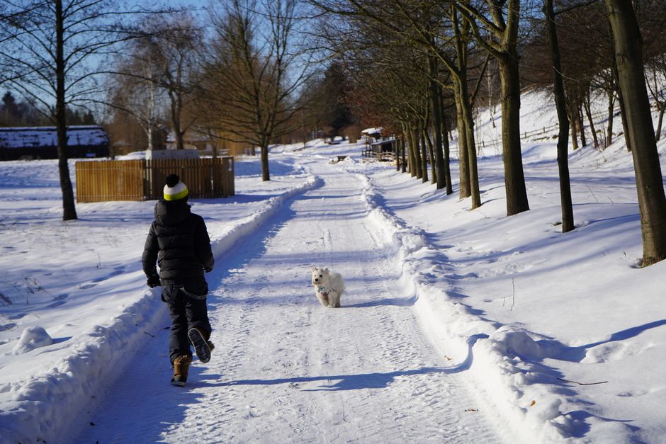 Child running with West Highland White Terrier on snowy path in Lublin.